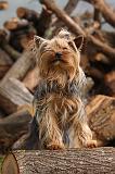 YORKSHIRE TERRIER 628